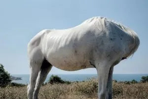 Suzan Pektaş’s “Dreams the Black Sea” White edition