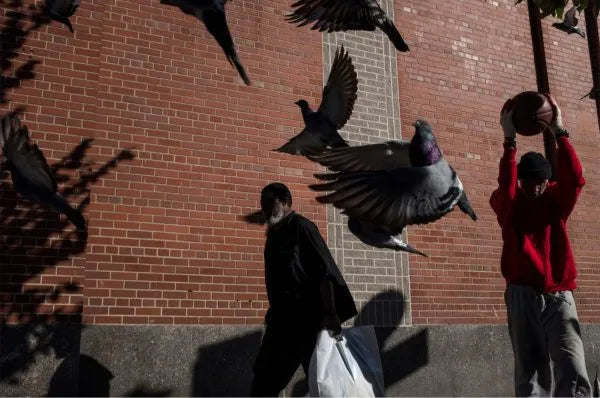Cue the Birds by Mark Abramson