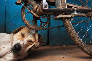 Where The Sun Rises: 20 Years of Street Photography in Asia  by Maciej Dakowicz