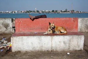 Where The Sun Rises: 20 Years of Street Photography in Asia  by Maciej Dakowicz